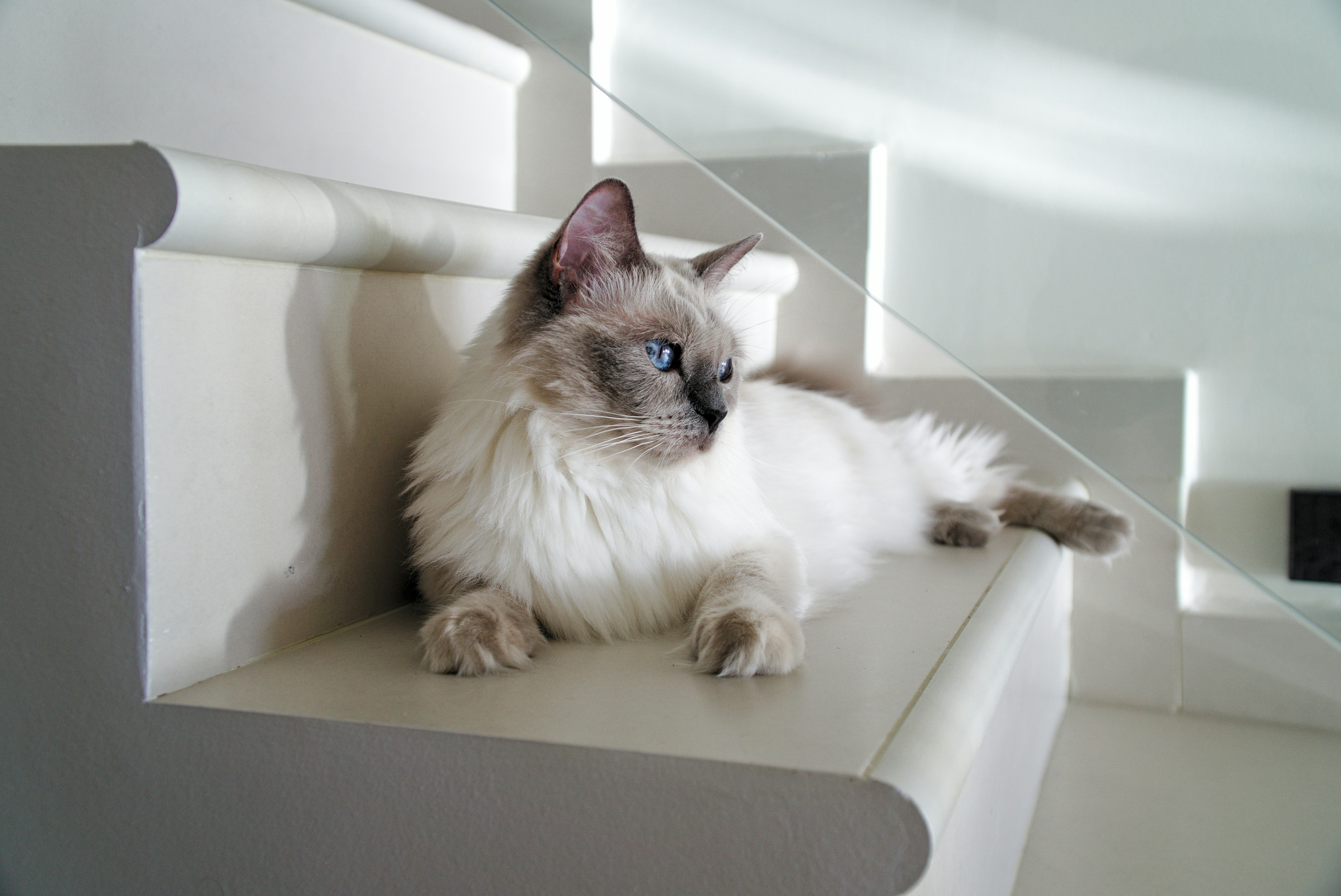 Waarom rasspecifiek kattenvoer?