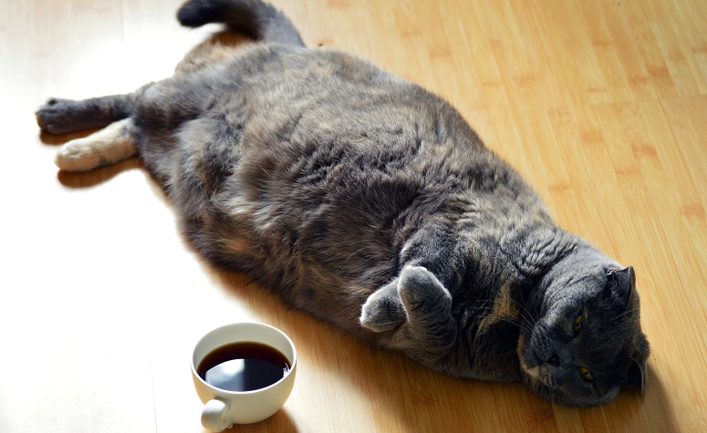 Is mijn kat te zwaar?
