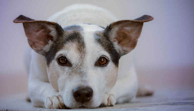 Heeft mijn hond huidproblemen?