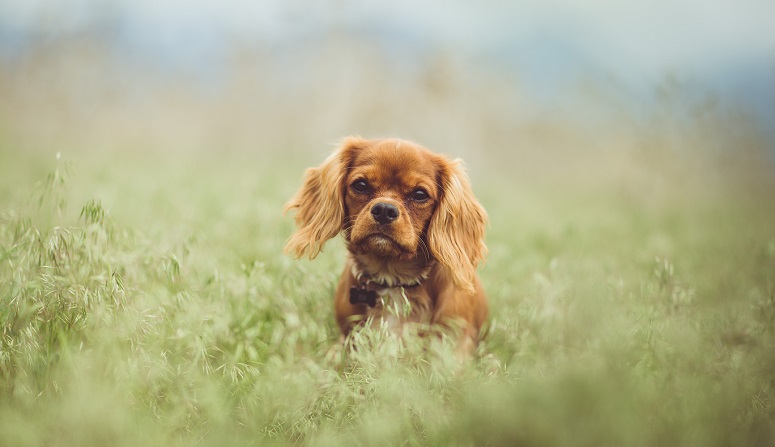 Heeft mijn hond een gezonde ontlasting?