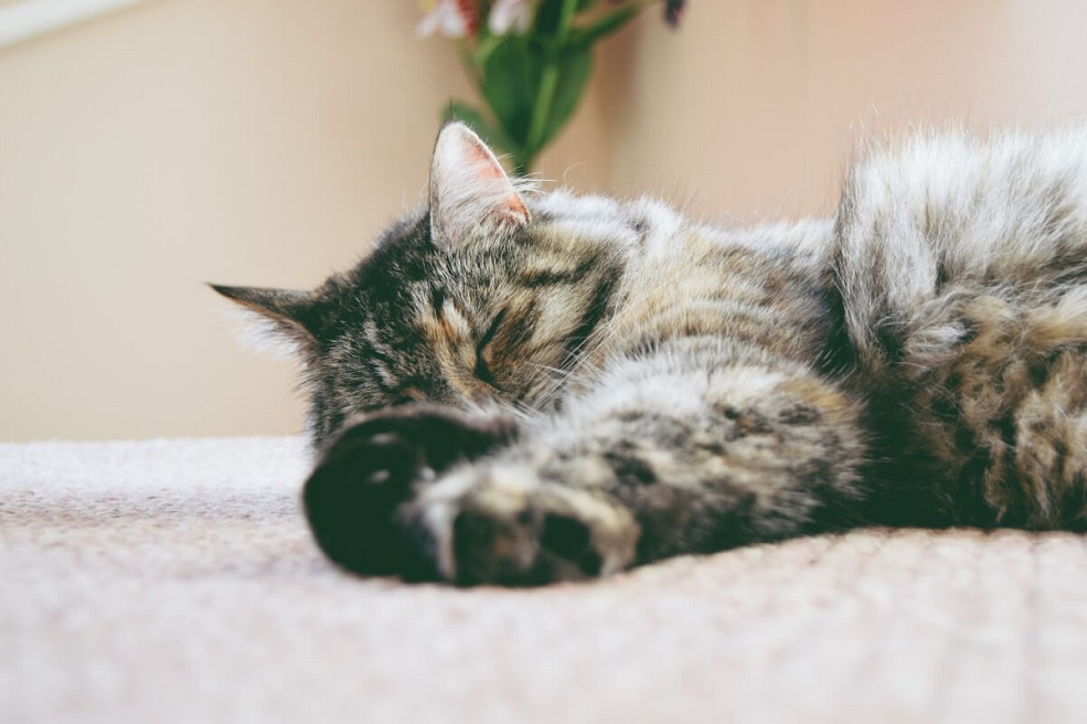 Ouderdom bij de kat