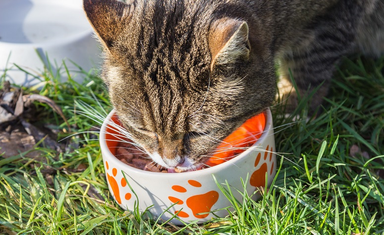 Moet ik droog- of natvoer geven aan mijn kat?